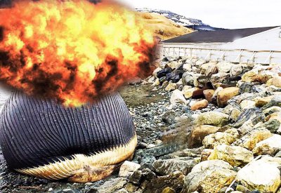 鲸鱼有几个胃 鲸鱼拥有四个胃分别是什么