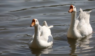 鹅肉和柿子能一起吃吗 鹅肉和柿子可以一起吃吗