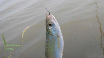 白条鱼喜欢吃什么饵料 野外钓白条用哪些饵料效果好