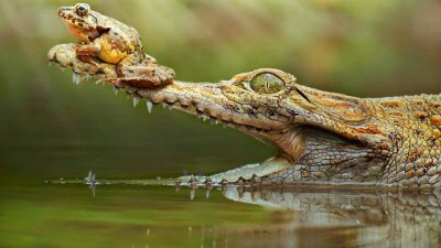 鳄鱼是鱼吗 为什么鳄鱼三年不吃东西都不会被饿死