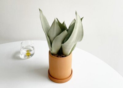 虎皮兰最好的品种图片 有几个品种最贵