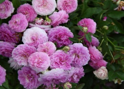 玛姬婶月季是藤本还是灌木 玛姬婶月季属于藤本还是灌木