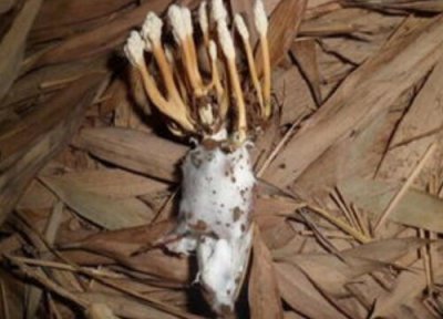 金蝉花有毒吗 金蝉花是否有毒