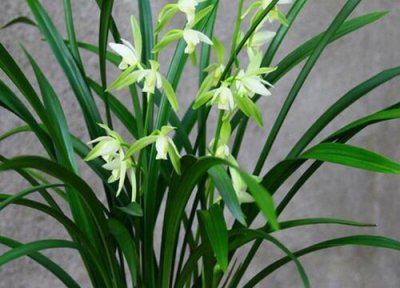 兰花为什么叶子一折就断 兰花叶子易折断是什么原因引起的