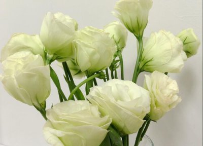 桔梗花有几种颜色 开什么颜色的花