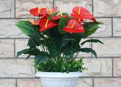 红掌什么时候换盆最好 换盆方法与注意事项