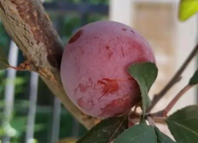 太阳李果实能吃吗 太阳李果实可以吃吗