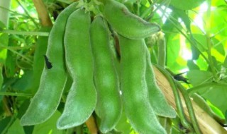 狗儿豆什么季节种植 狗爪豆种植季节与时间