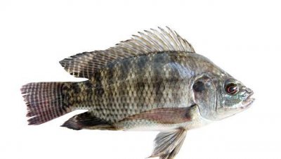 罗非鱼为何那么多人不吃 罗非鱼是外来物种不受欢迎