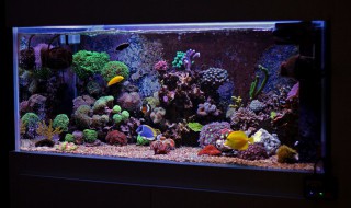 鱼缸摆放位置有讲究吗 家里面鱼缸的摆放位置是由讲究的吗