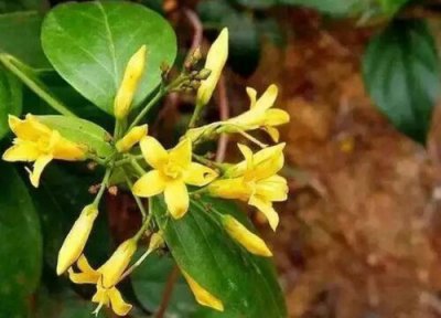 断肠草特点 断肠草的功效与作用