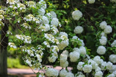 琼花是什么花科的变种 扬州琼花象征着什么含义