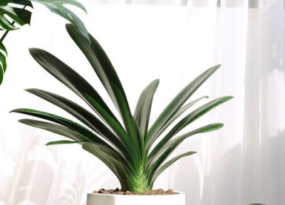君子兰不长新叶子是怎么回事 如何解决