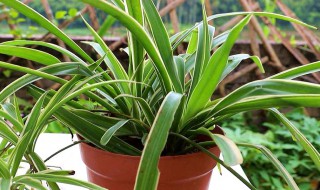 吊兰什么季节换盆 吊兰哪个季节换盆好