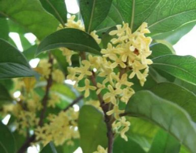 庭院种什么品种桂花树好 自家庭院栽日香桂合适