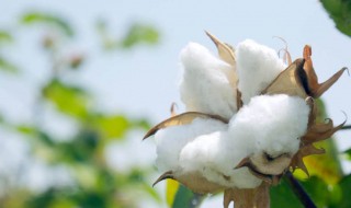 怎么辨别棉花的好坏 辨别棉花的好坏的方法