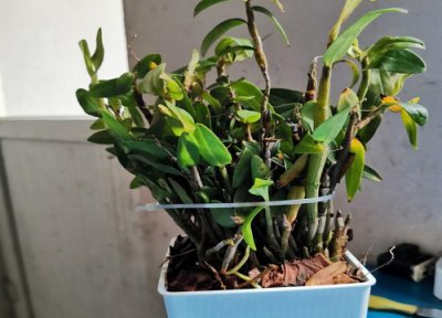 石斛是否怕冻 石斛冬天怎么养护