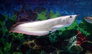 银龙鱼能活多少年 银龙鱼可以活多少年呢