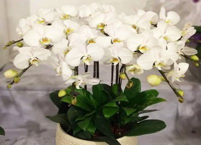 蝴蝶兰生长旺盛期 夏天如何养蝴蝶兰生长旺盛状态好