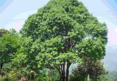 石楠花为什么叫精子树 石楠树为什么又叫男人树呢