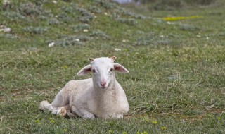 属羊人几月出生最好命 属羊人哪个月份出生最好命
