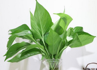 绿萝没根能活吗 绿萝有叶无根能否栽活