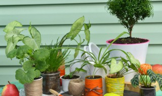 冬天室内养花养什么花好 冬天室内养花养哪些花好