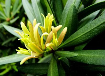 罗汉松开花吗 开的花是什么样子的