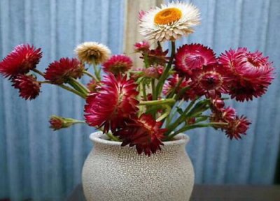 麦秆菊一年开几次花 花期多长时间