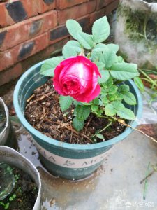 月季花什么时候换盆怎么换 新入手的月季什么时候换盆