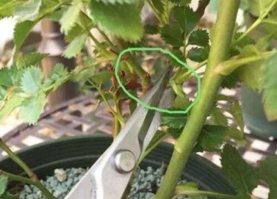 月季花怎样扦插好成活? 如何扦插月季花成活率比较高