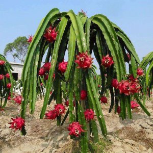 火龙果种植条件 火龙果栽培技术和方法要点