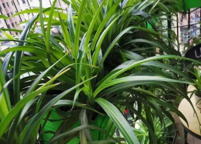 银边吊兰可以水培吗 水培方法和注意事项