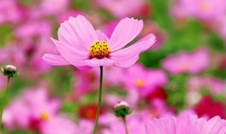 格桑花几月份开花 格桑花是什么月份开花