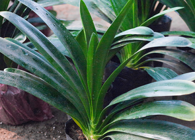 君子兰、绿萝怎么养护旺盛 家里可以养君子兰和绿萝吗