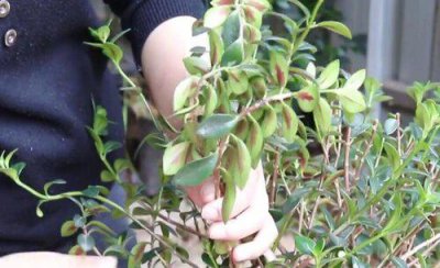 金鱼吊兰怎么修根 金鱼吊兰需要修根吗