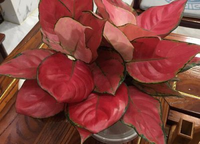 万年青怎么养叶子更绿 怎样才能养护好大叶万年青