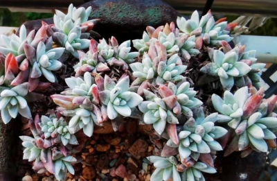 十大最丑多肉植物排行榜 10种辣眼的多肉植图片欣赏