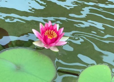 荷花的花语和寓意 代表着什么象征意义