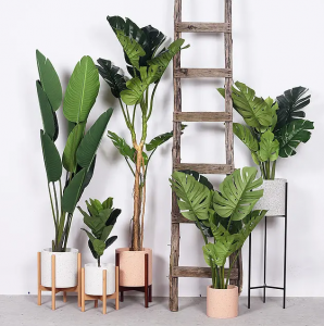 室内植物盆景十大排名 适合干燥的室内养殖的盆栽绿植