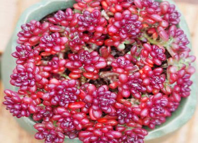 多肉穿裙子了怎么办 多肉穿裙子了怎么恢复