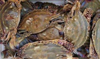 梭子蟹冷冻怎么保存才新鲜 梭子蟹冷冻如何保存才新鲜