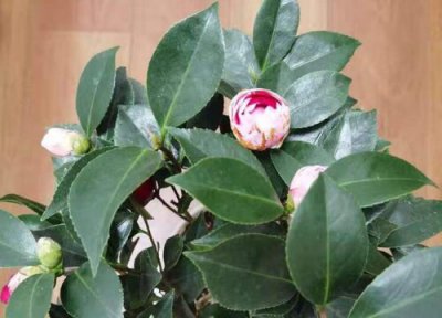 怎样让茶花花苞变大 如何让茶花花苞数量增添几倍