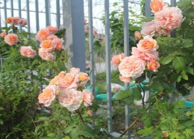 5月月季怎么养护长芽特猛 月季发的新芽都很细弱怎么办