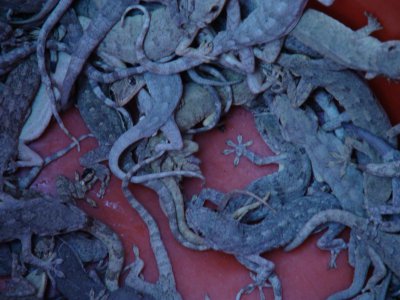 壁虎可以养吗 养殖壁虎致富的利润及效益怎样