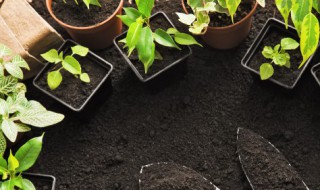 无土栽培实用吗 无土盆栽养殖注意什么