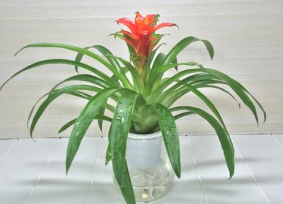 室内十大吉利花 适合室内养的最吉利招财的花卉绿植