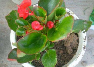 一年四季都能开花的花卉有哪些 一年四季都开花的花卉盆栽有哪些