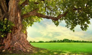 皂角树镇宅和辟邪功能 皂角有辟邪的作用吗?