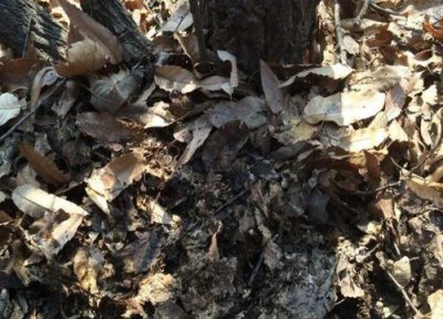 树叶灰做肥料 树叶灰可以做肥料吗